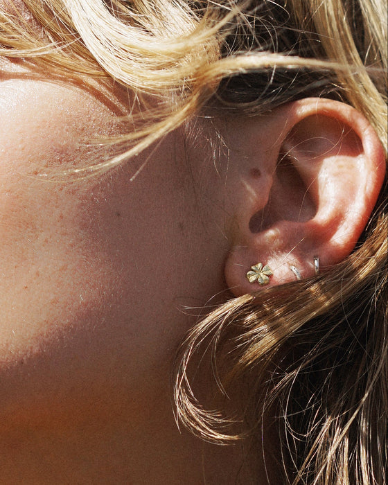 Lucky Clover Stud